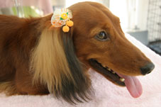 ribon